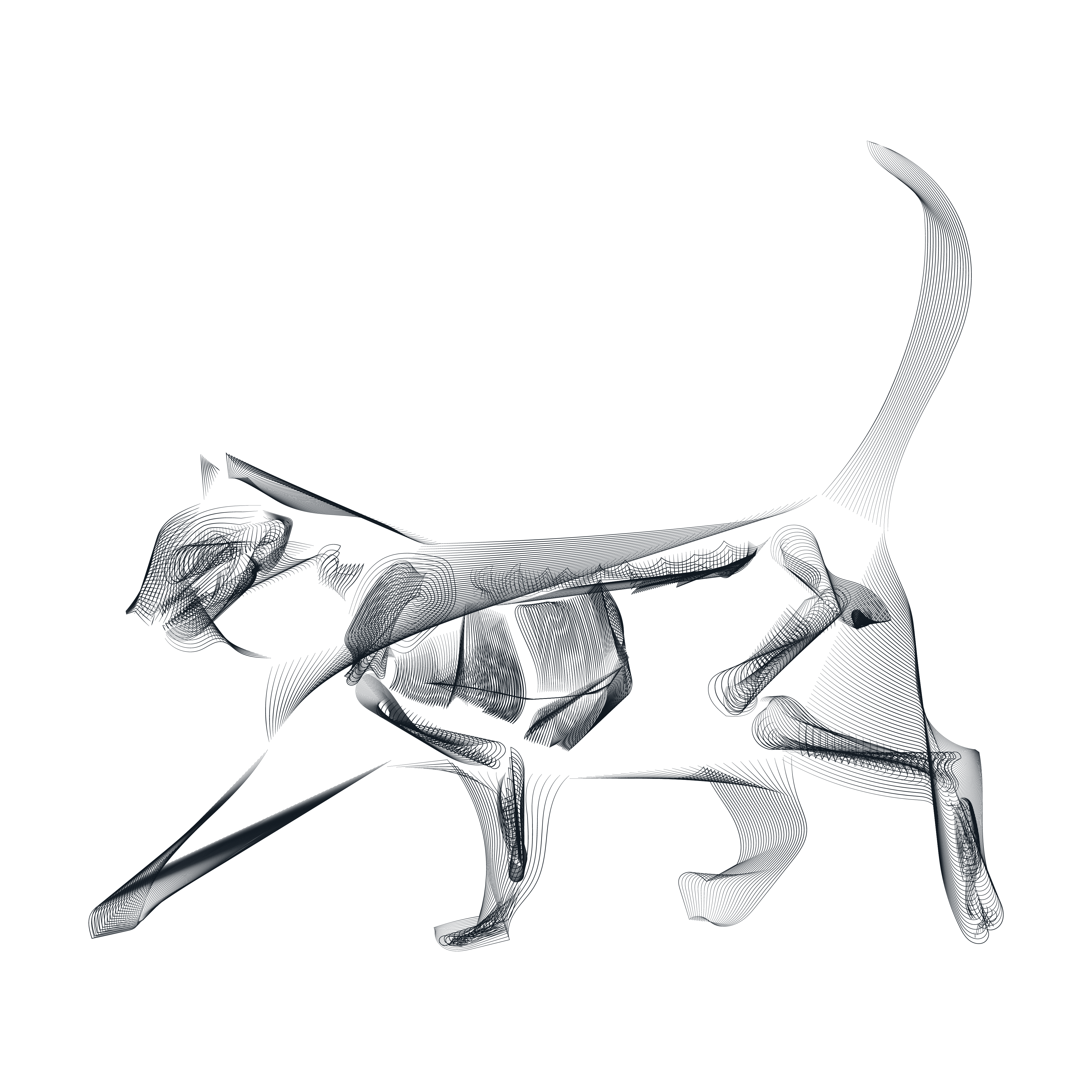 Katzen-Röntgen